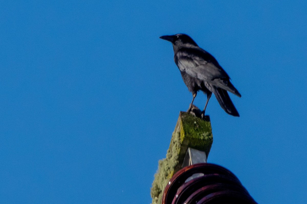 American Crow - ML291038011