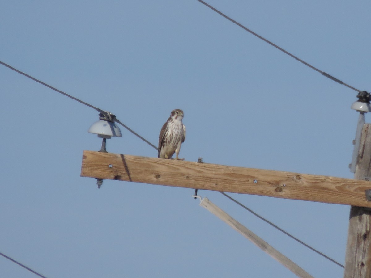 Prairie Falcon - ML291041671