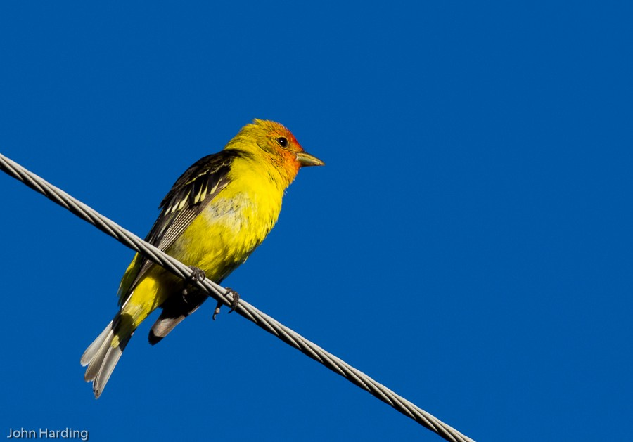 Western Tanager - ML291043231