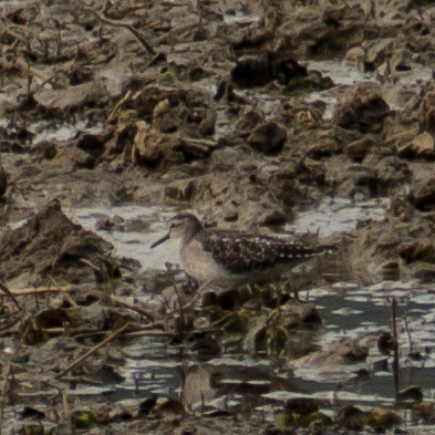 Wood Sandpiper - ML291044181