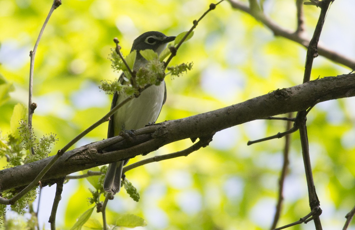 Blue-headed Vireo - ML29104491