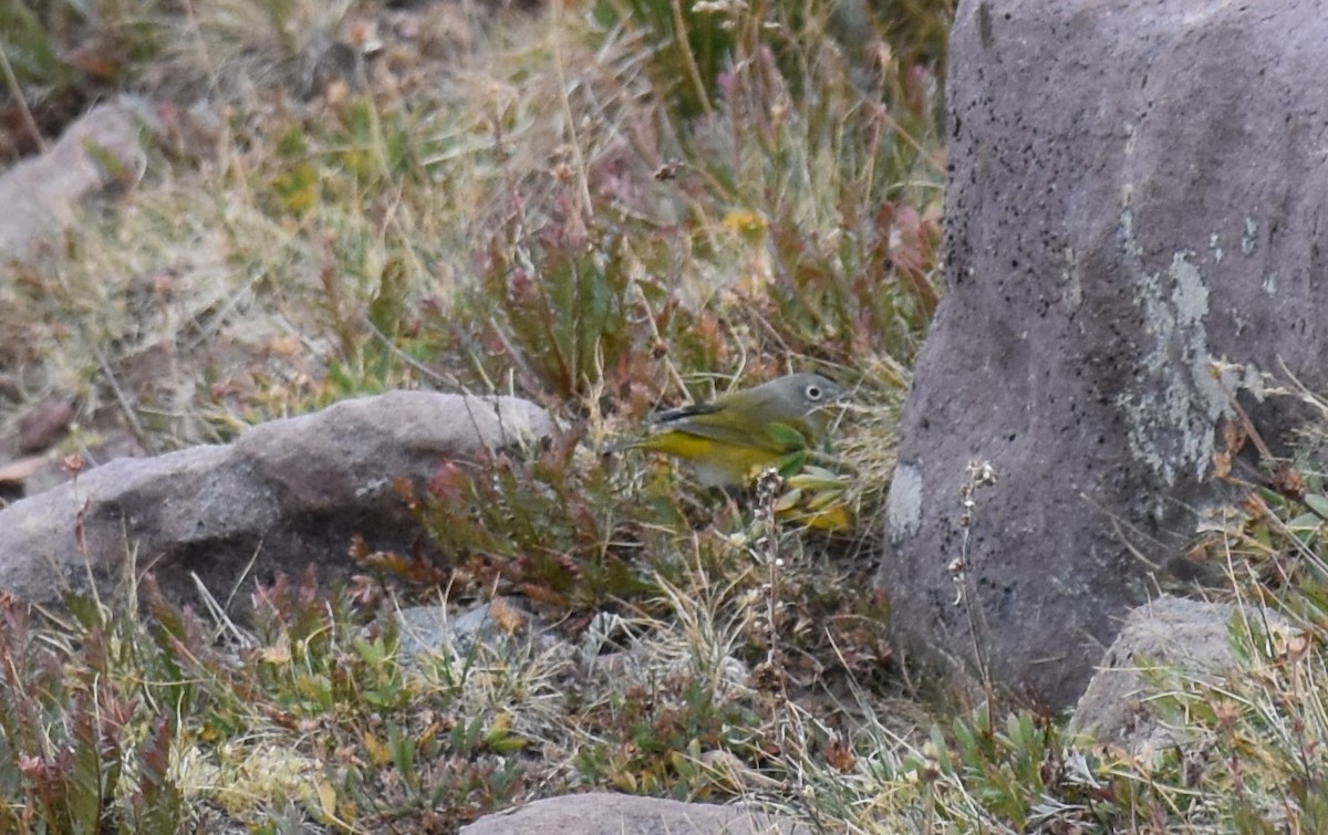 Nashville Warbler - David Wheeler