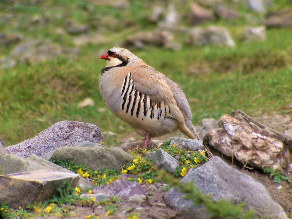 Chukar - ML291045391