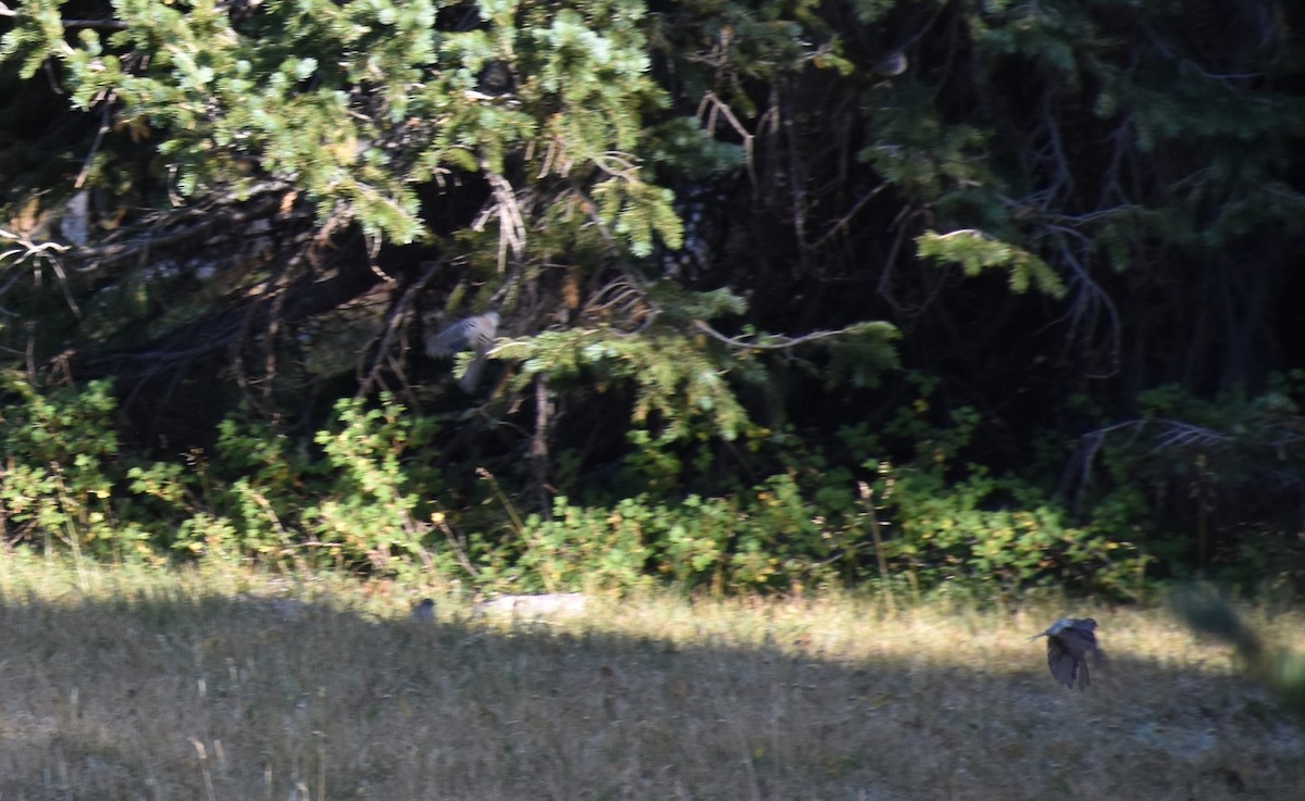 Dark-eyed Junco (Gray-headed) - ML291046411