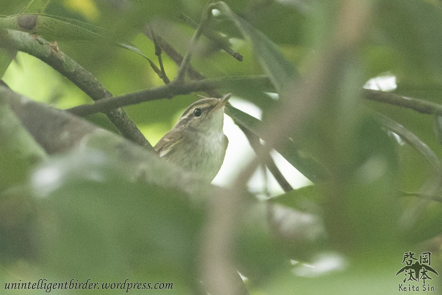 Sakhalin Leaf Warbler - ML291046441