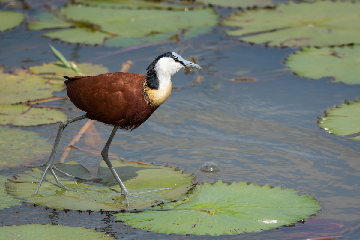 African Jacana - Alistair Routledge