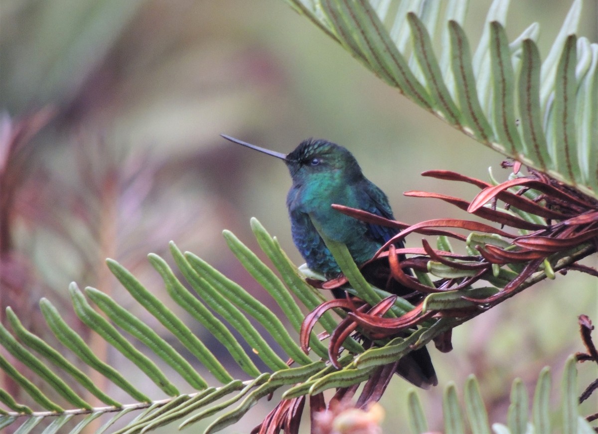 kolibřík modrokřídlý - ML291047901