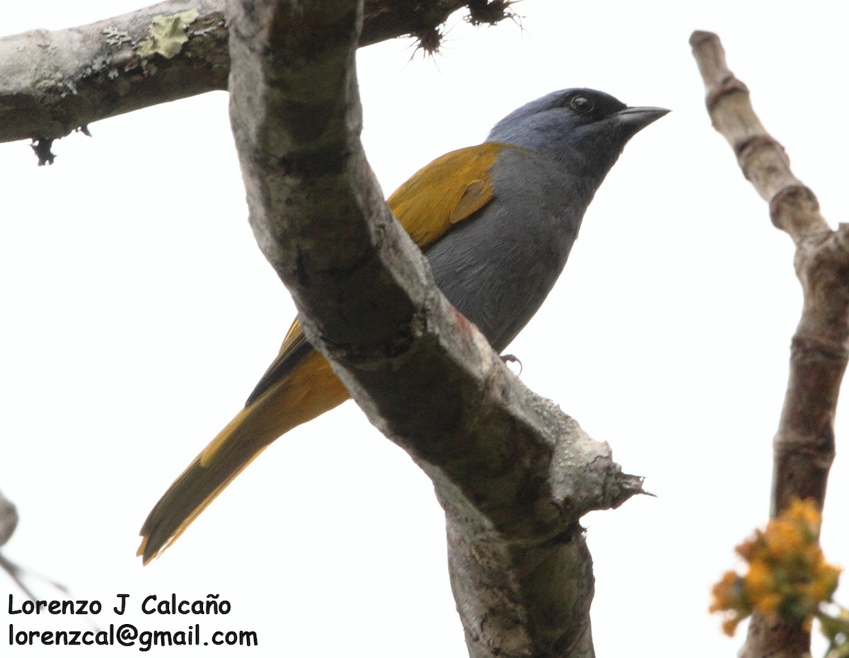 Blue-capped Tanager - ML291048291