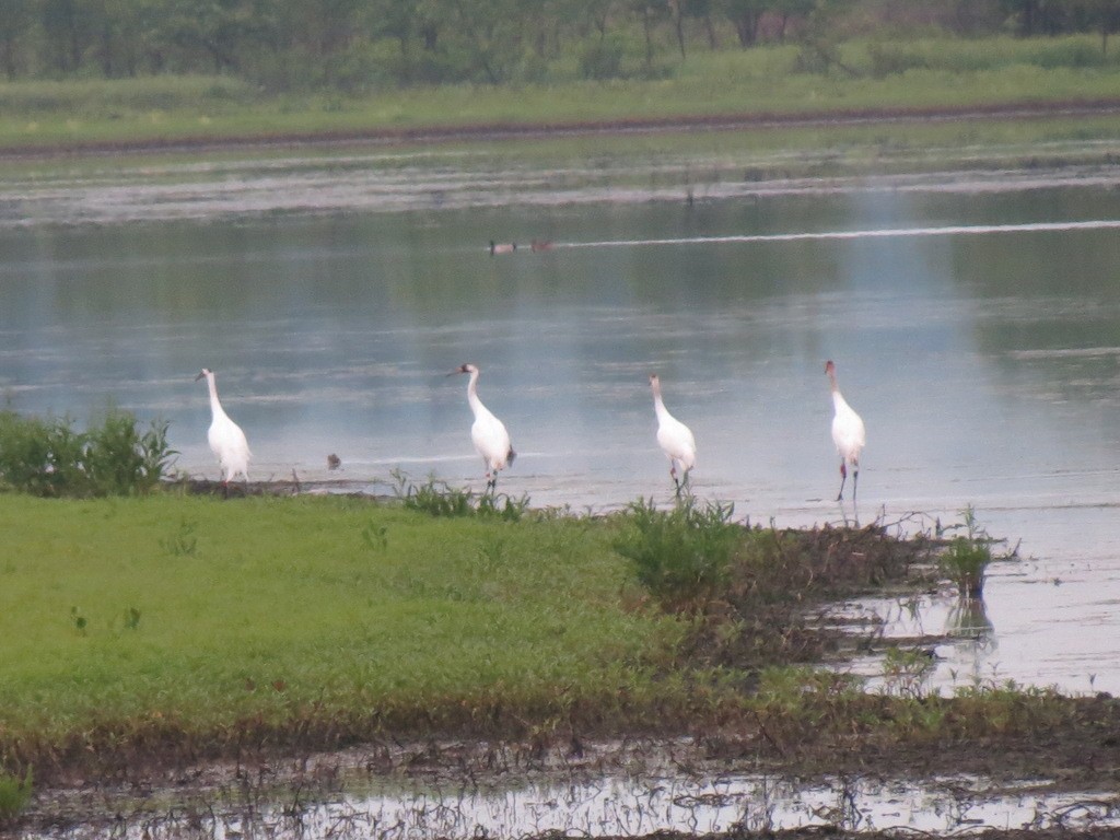 Whooping Crane - ML29104891