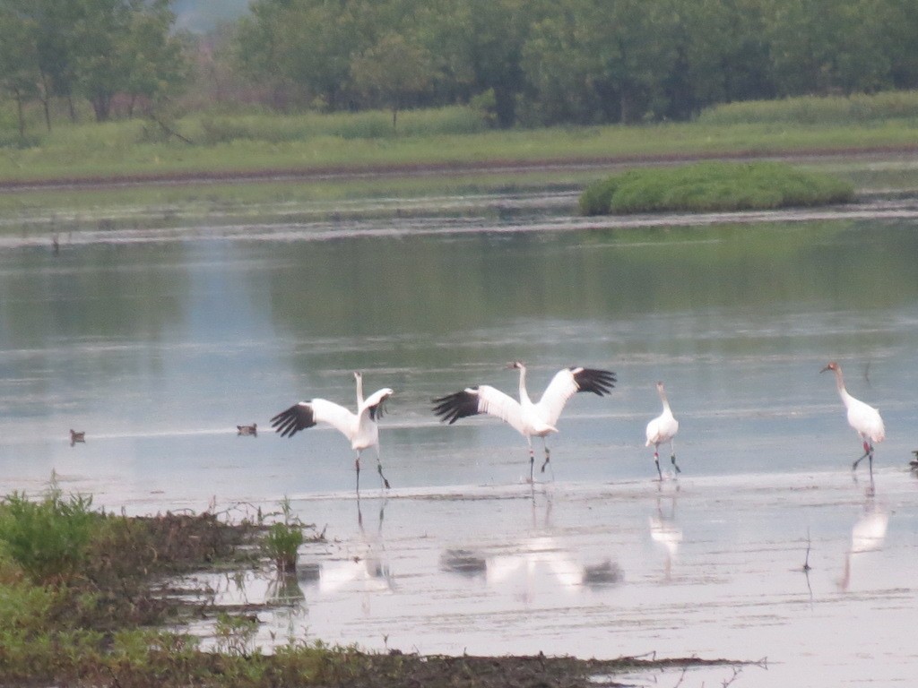 Whooping Crane - Andrew Kinslow