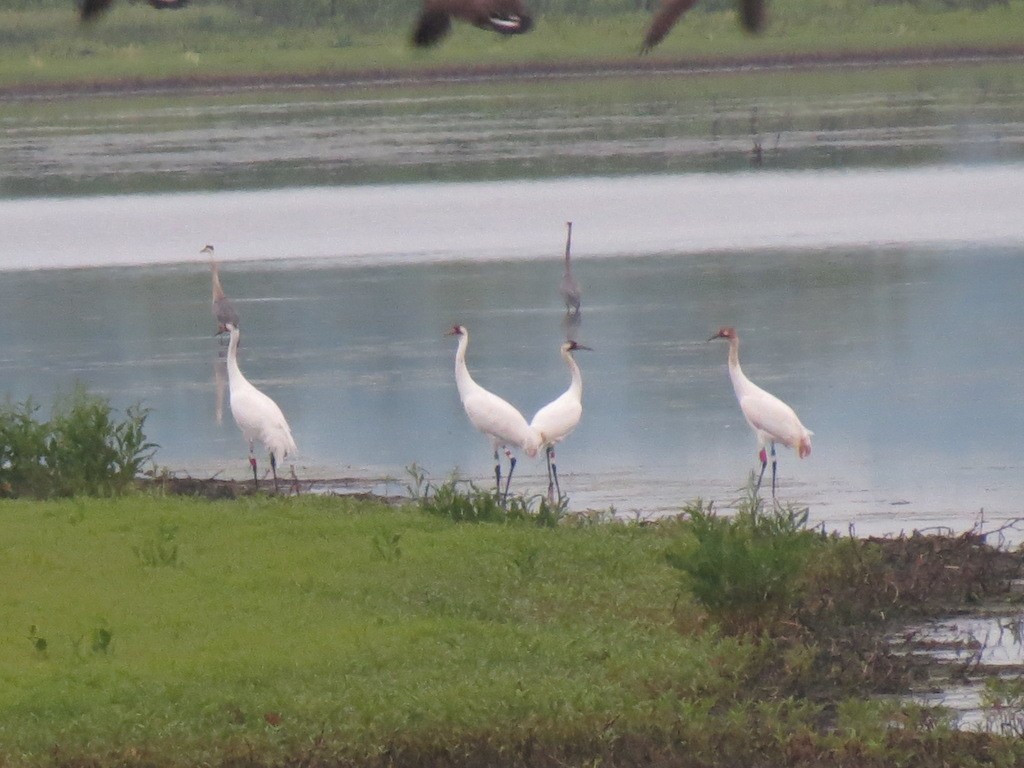 Whooping Crane - ML29104921