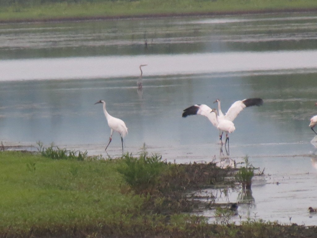 Whooping Crane - Andrew Kinslow