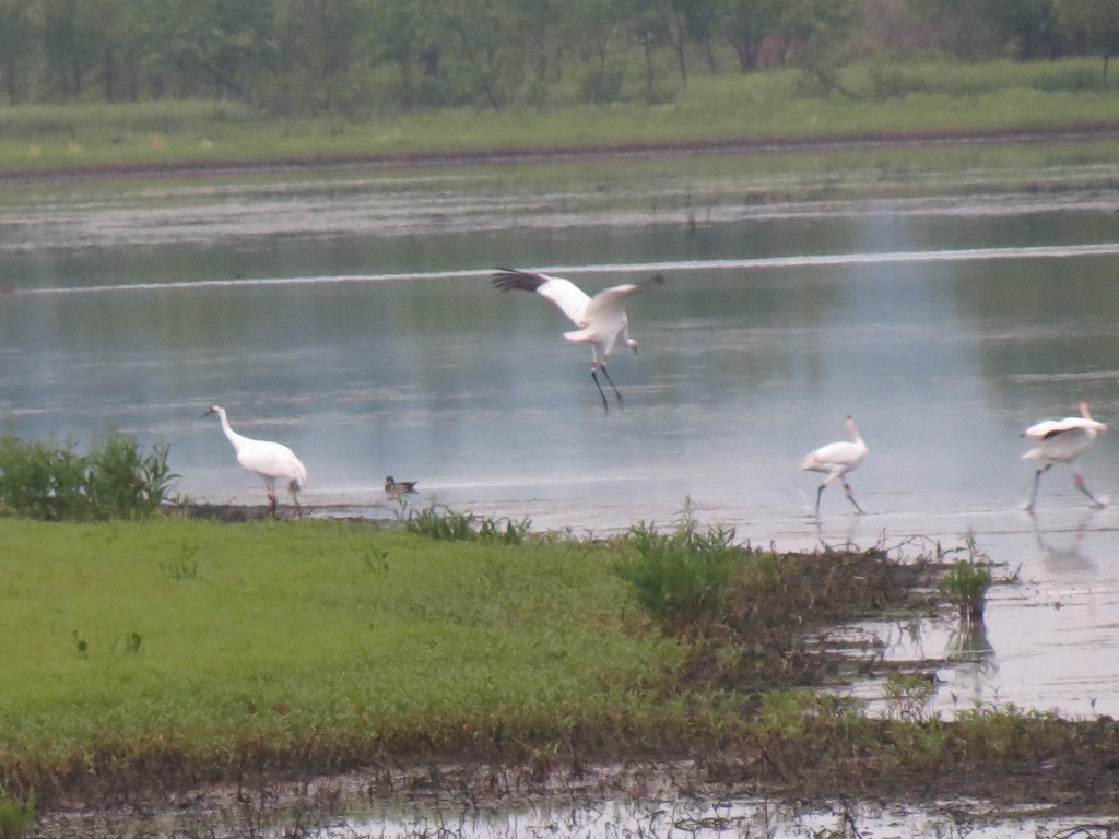 Whooping Crane - ML29104951