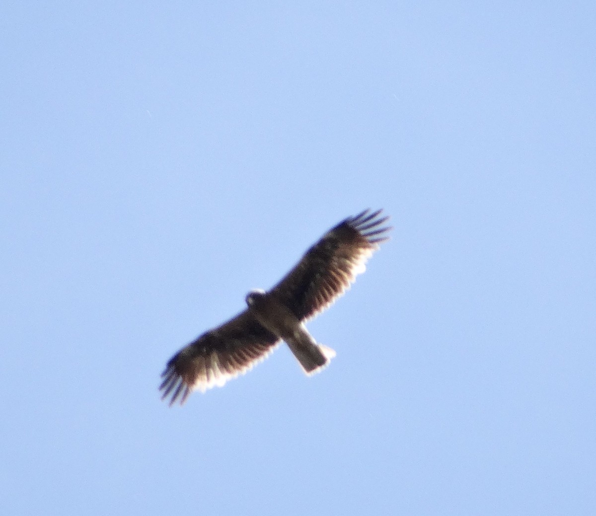 Booted Eagle - ML291049521