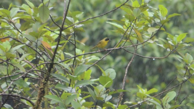 Olive-crowned Yellowthroat - ML291049801