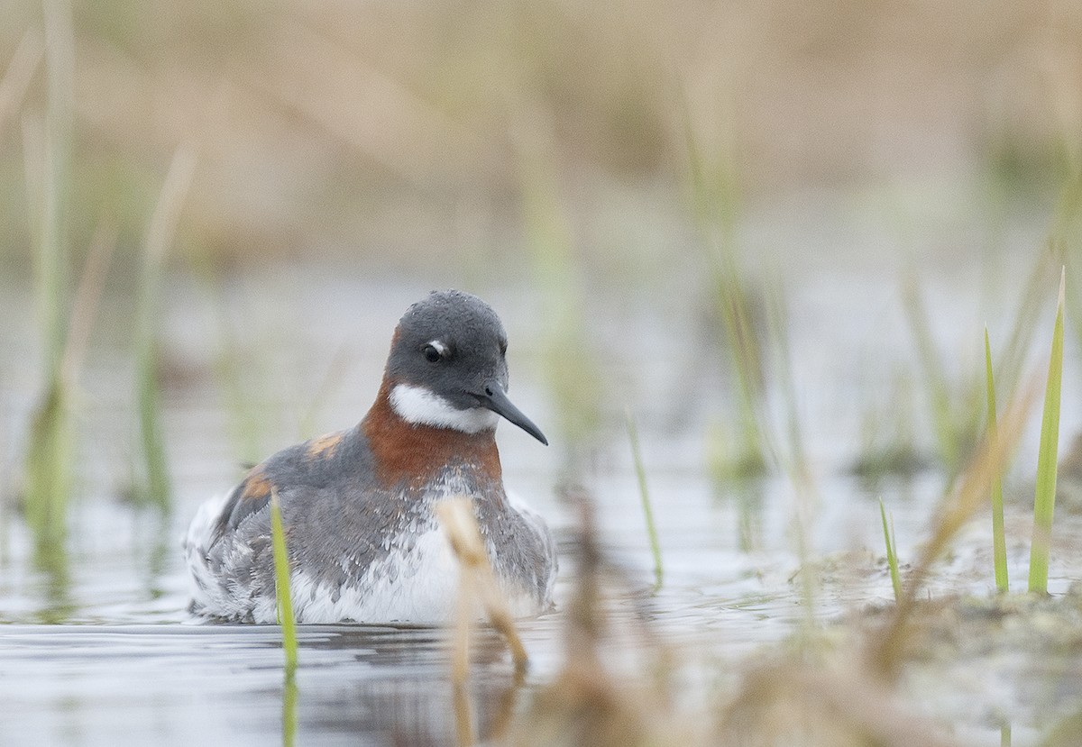 Red-necked Phalarope - benny cottele