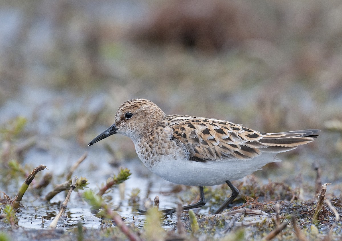 Little Stint - ML291050201