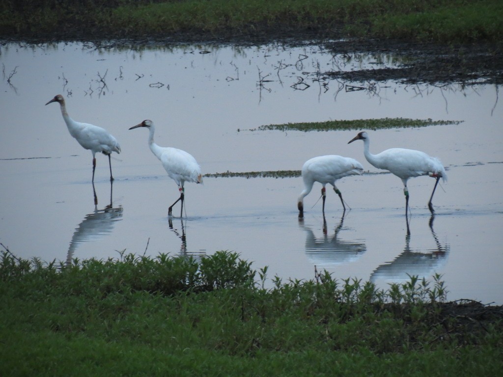 Whooping Crane - ML29105031