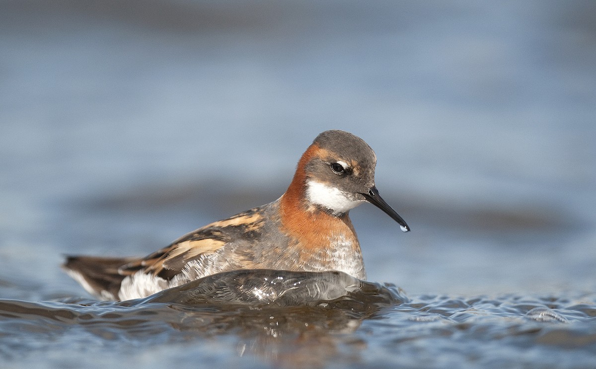 Red-necked Phalarope - ML291050341