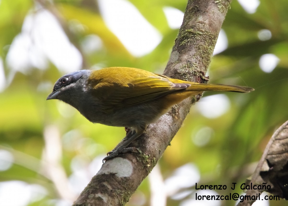 Blue-capped Tanager - ML291051021