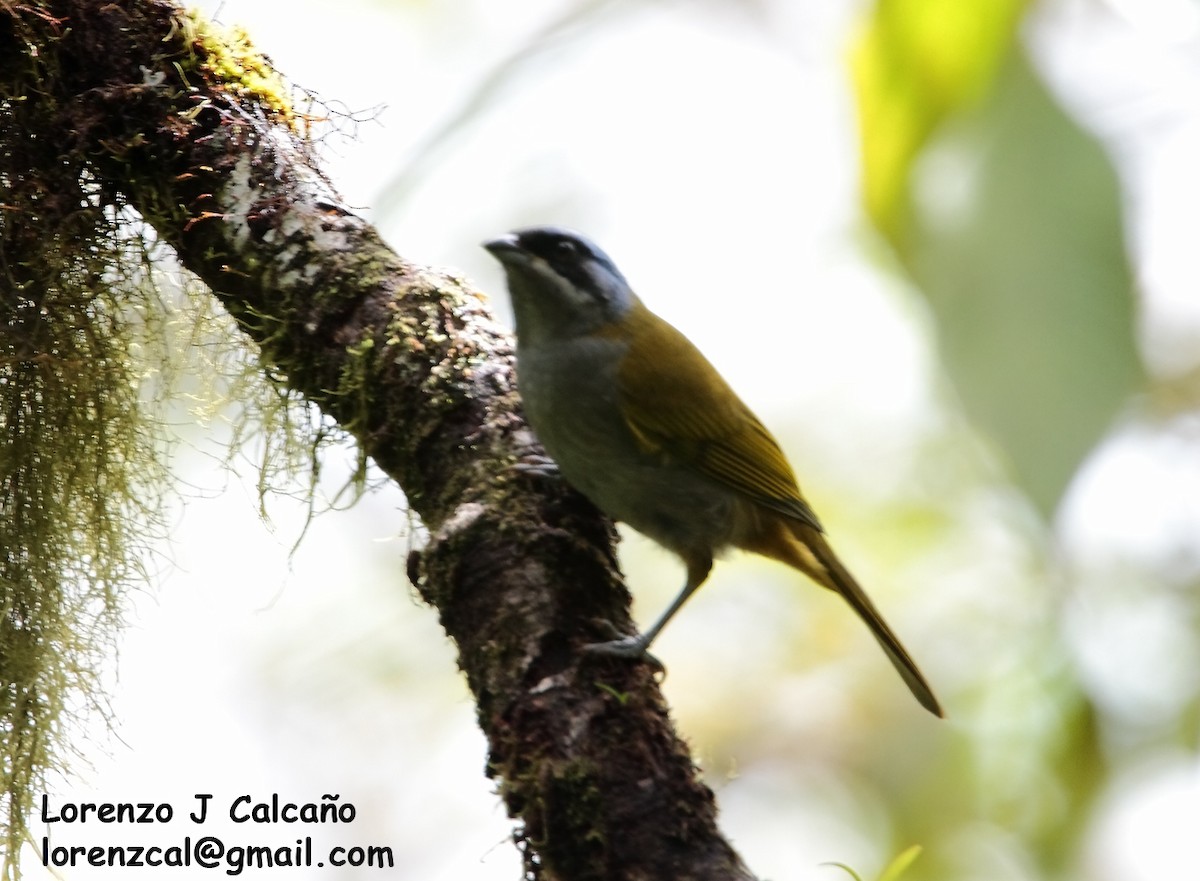 Blue-capped Tanager - ML291051031