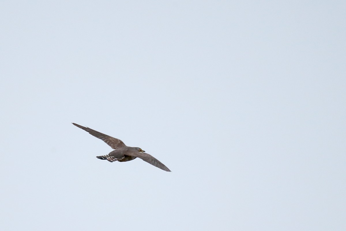 Indian Cuckoo - ML29105131