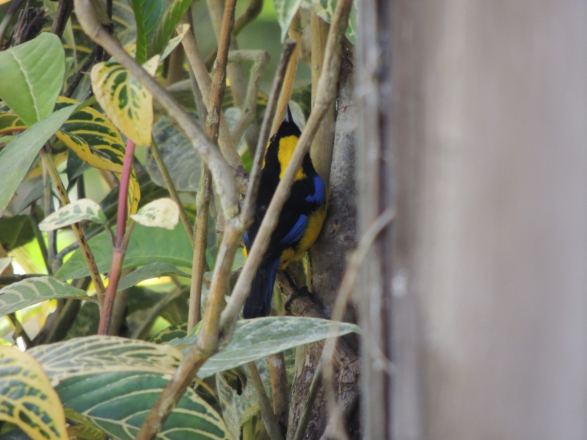 Blue-winged Mountain Tanager - ML291051981