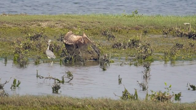 Gray-tailed Tattler - ML291052651