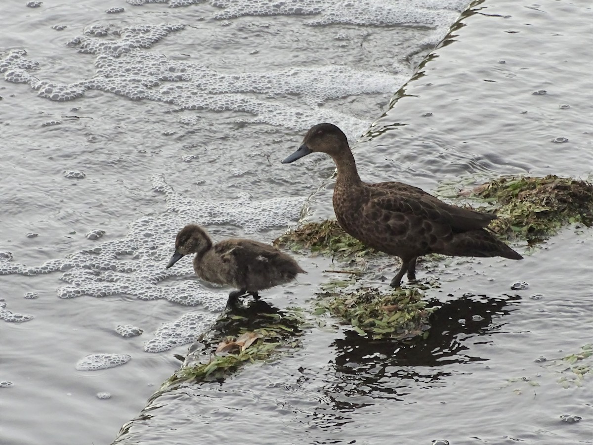 Chestnut Teal - ML291053481