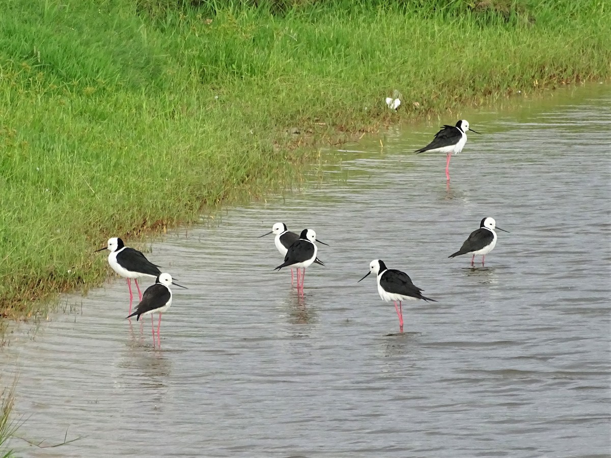 Pied Stilt - ML291053551