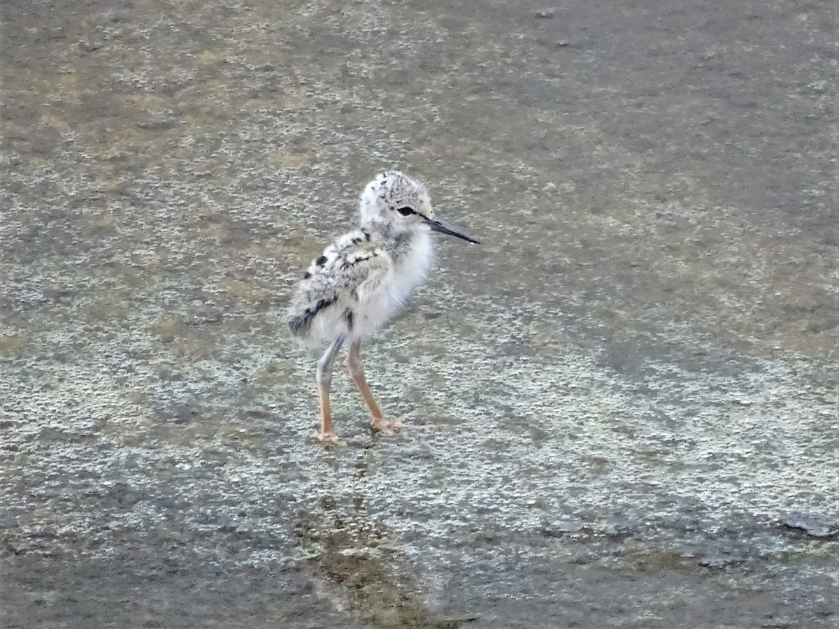 Pied Stilt - ML291053571