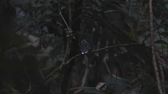 White-tipped Sicklebill - ML291055011