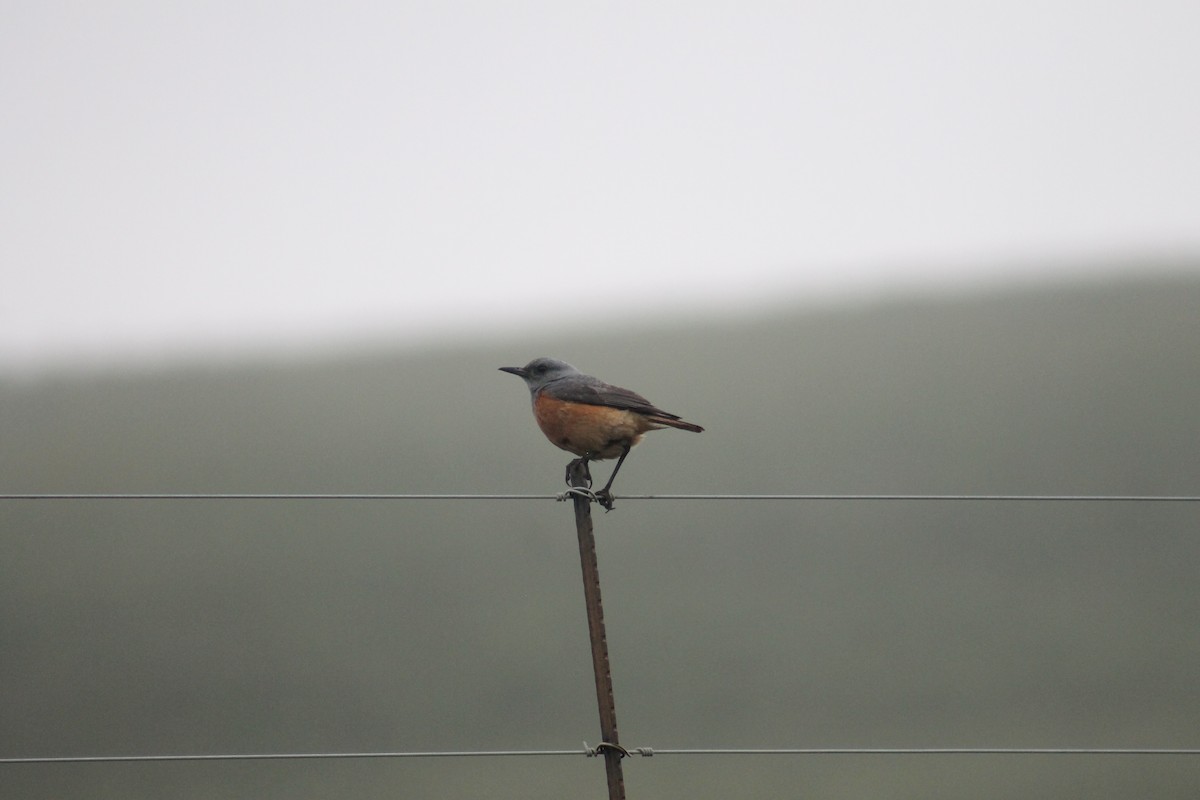 Sentinel Rock-Thrush - Shane Weisz