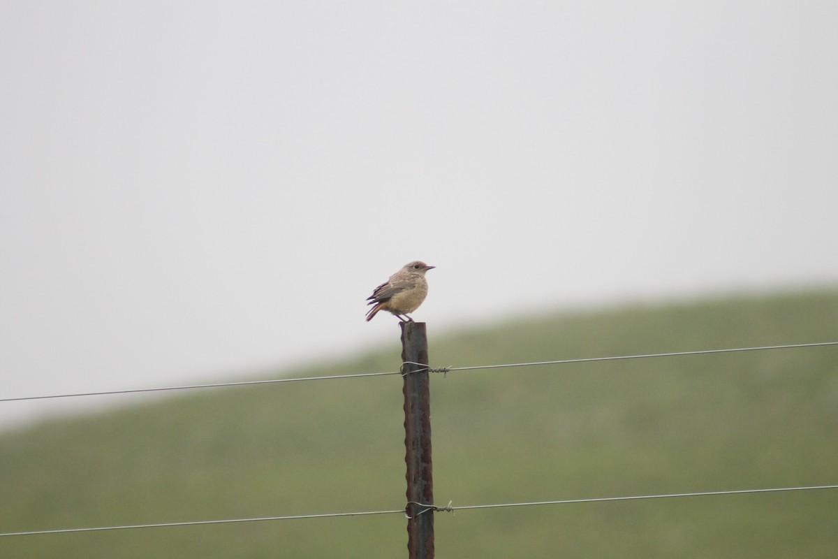 Sentinel Rock-Thrush - ML291055341