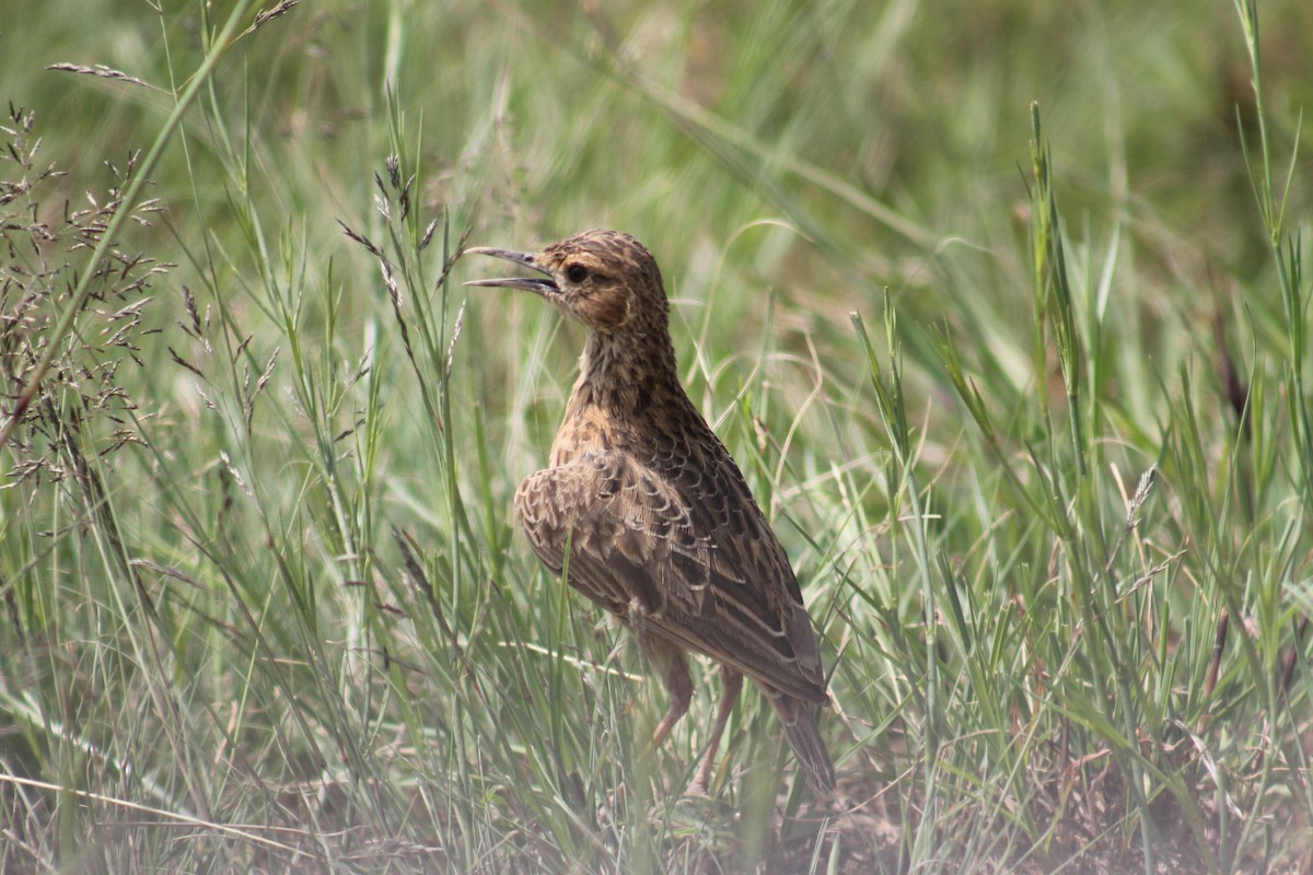 Spike-heeled Lark (Spike-heeled) - ML291055441