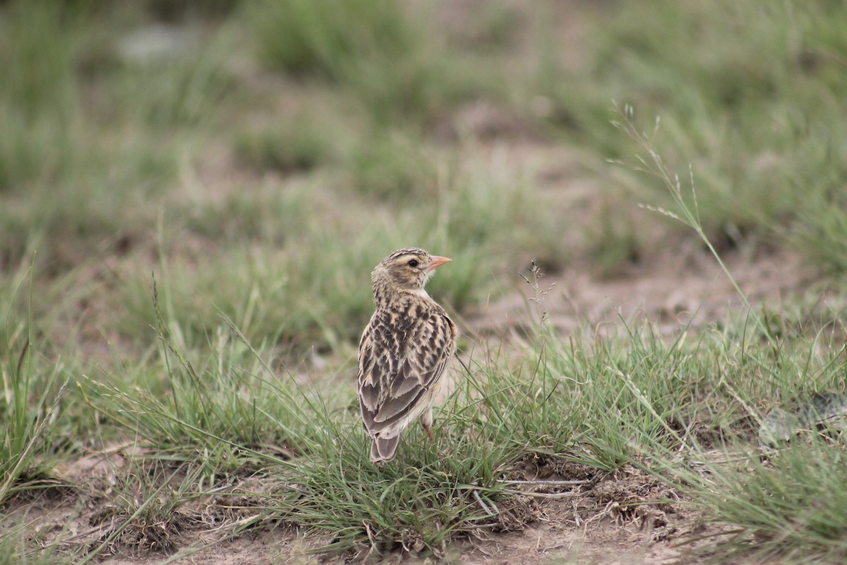 Botha's Lark - Shane Weisz