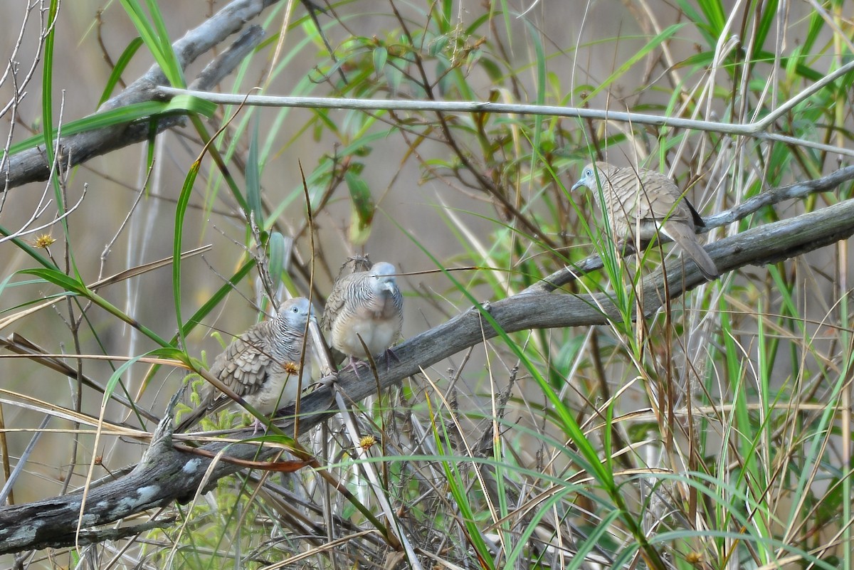 Zebra Dove - ML291055681