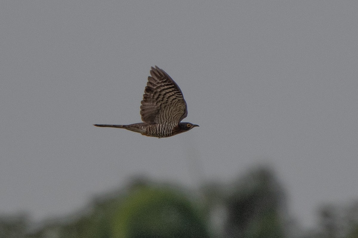 Large Hawk-Cuckoo - ML291057851