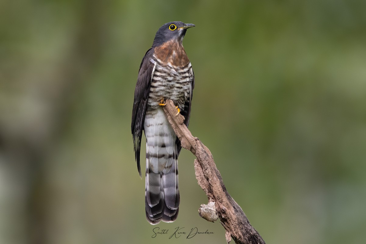 Large Hawk-Cuckoo - ML291058221