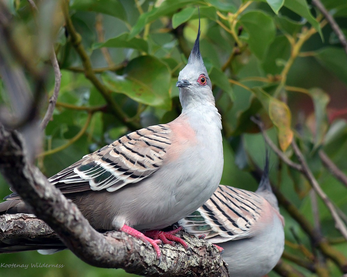 Crested Pigeon - ML291058711