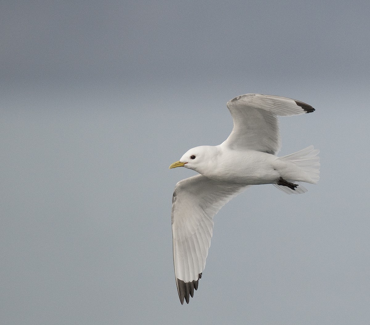 Black-legged Kittiwake - ML291059251