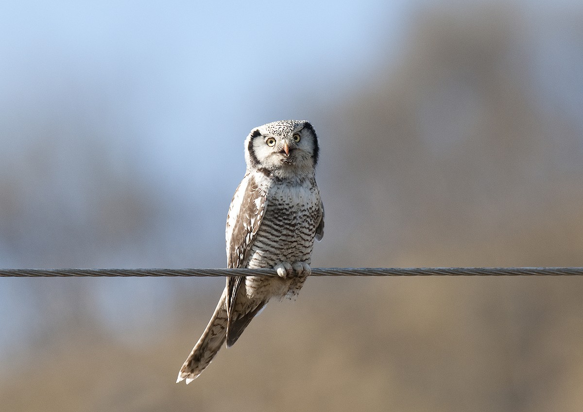 Northern Hawk Owl - ML291059361