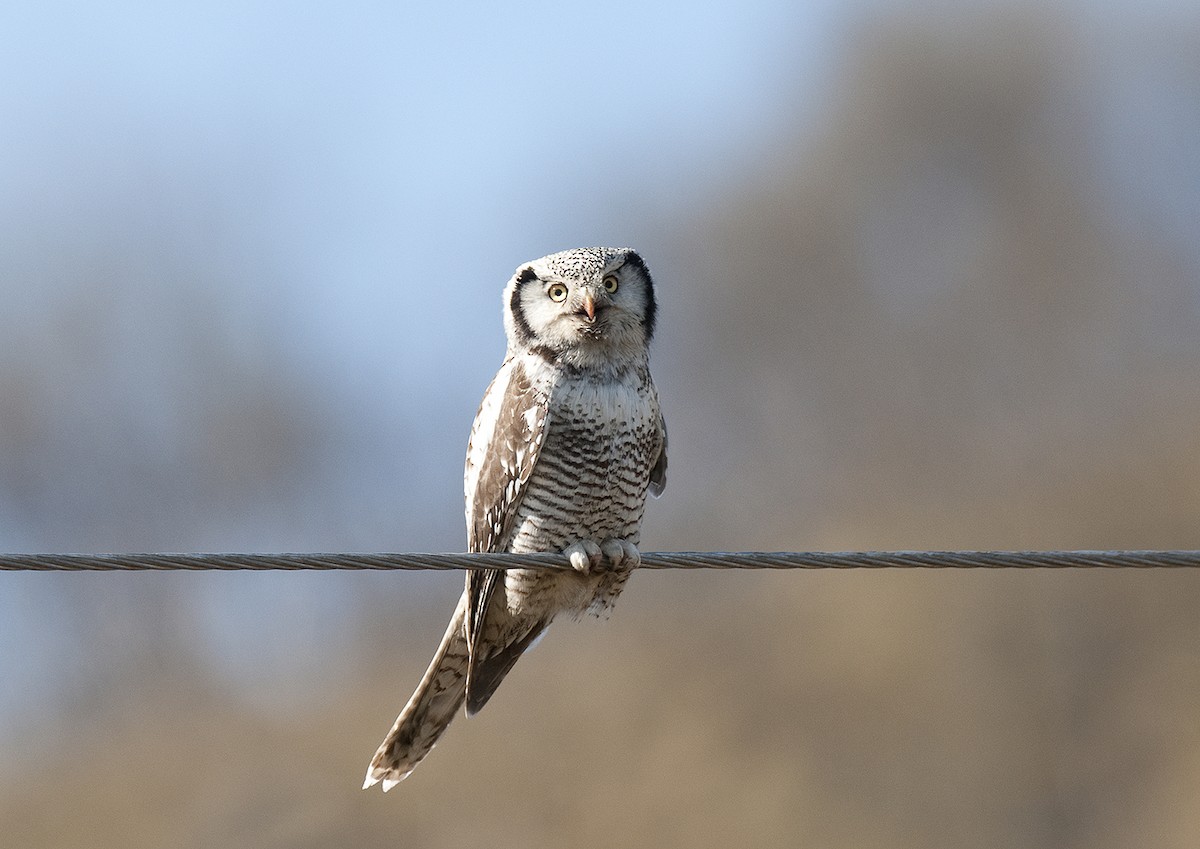 Northern Hawk Owl - benny cottele