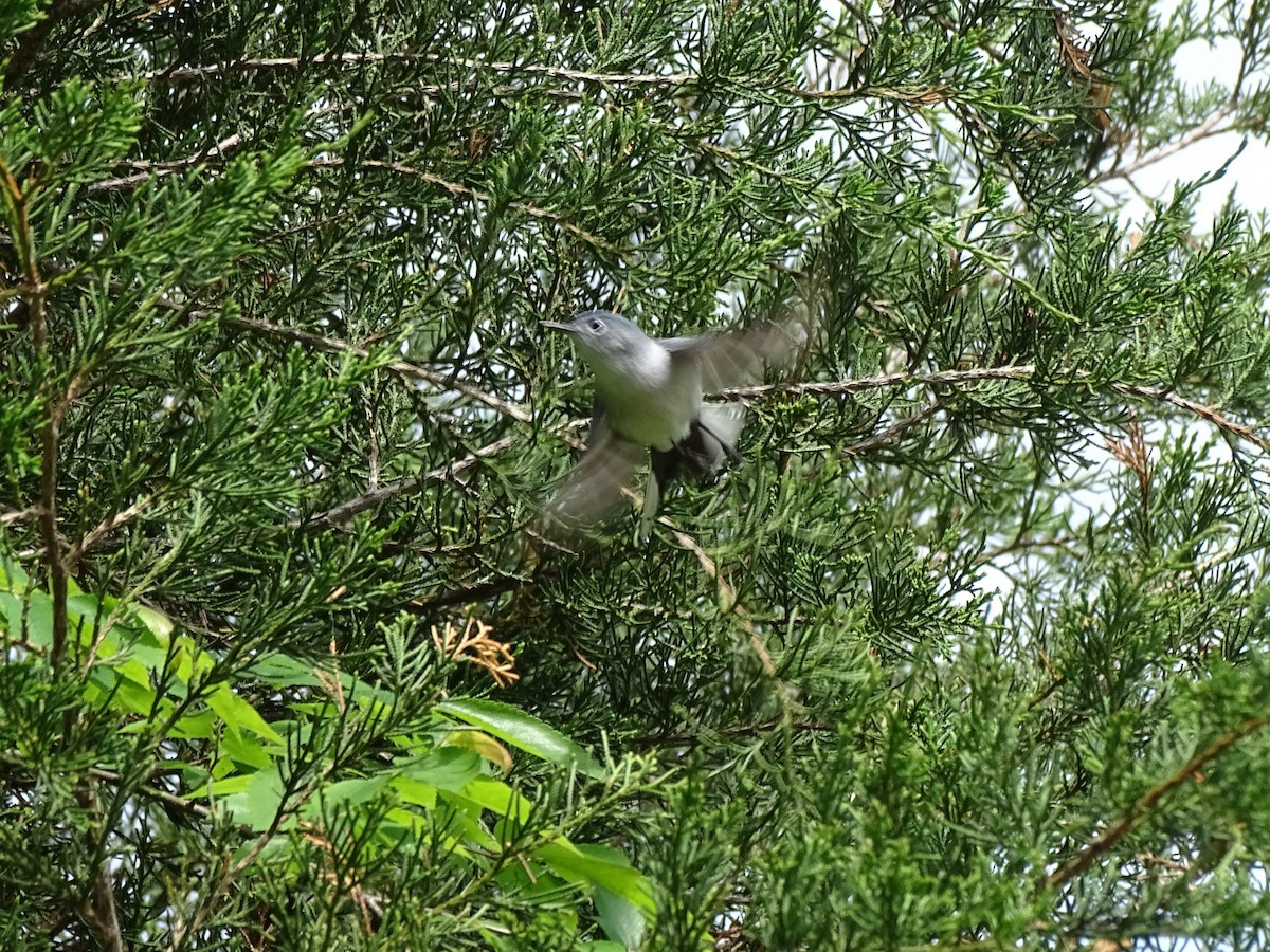 Blue-gray Gnatcatcher - ML29106151