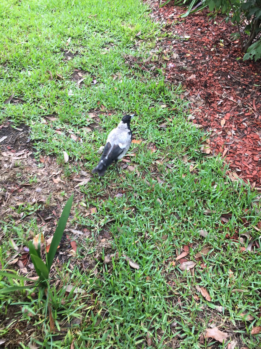 Australian Magpie - ML291063311