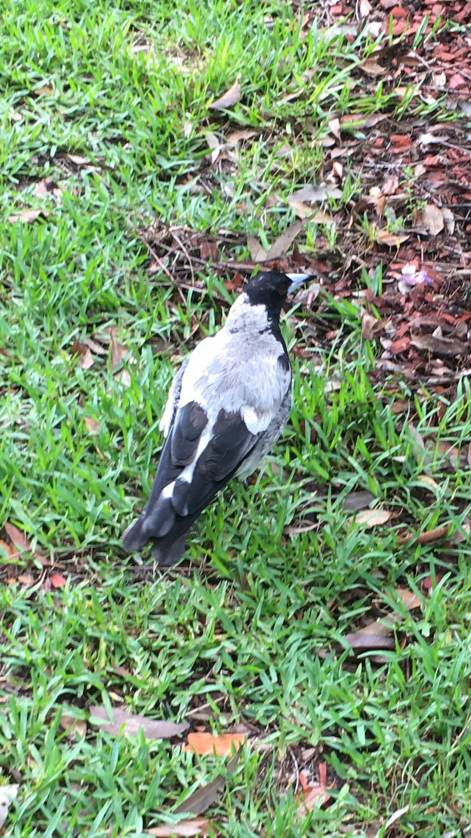 Australian Magpie - ML291063351