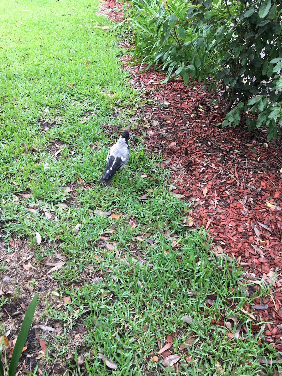 Australian Magpie - ML291063371