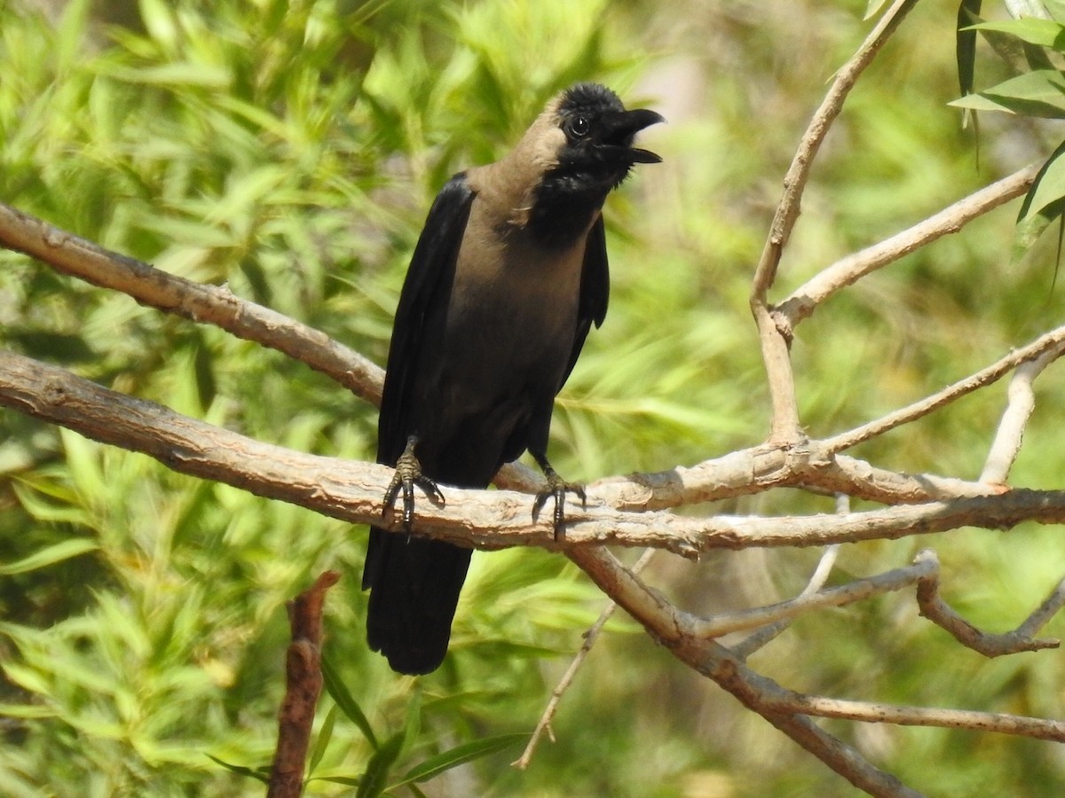 House Crow - ML29106391