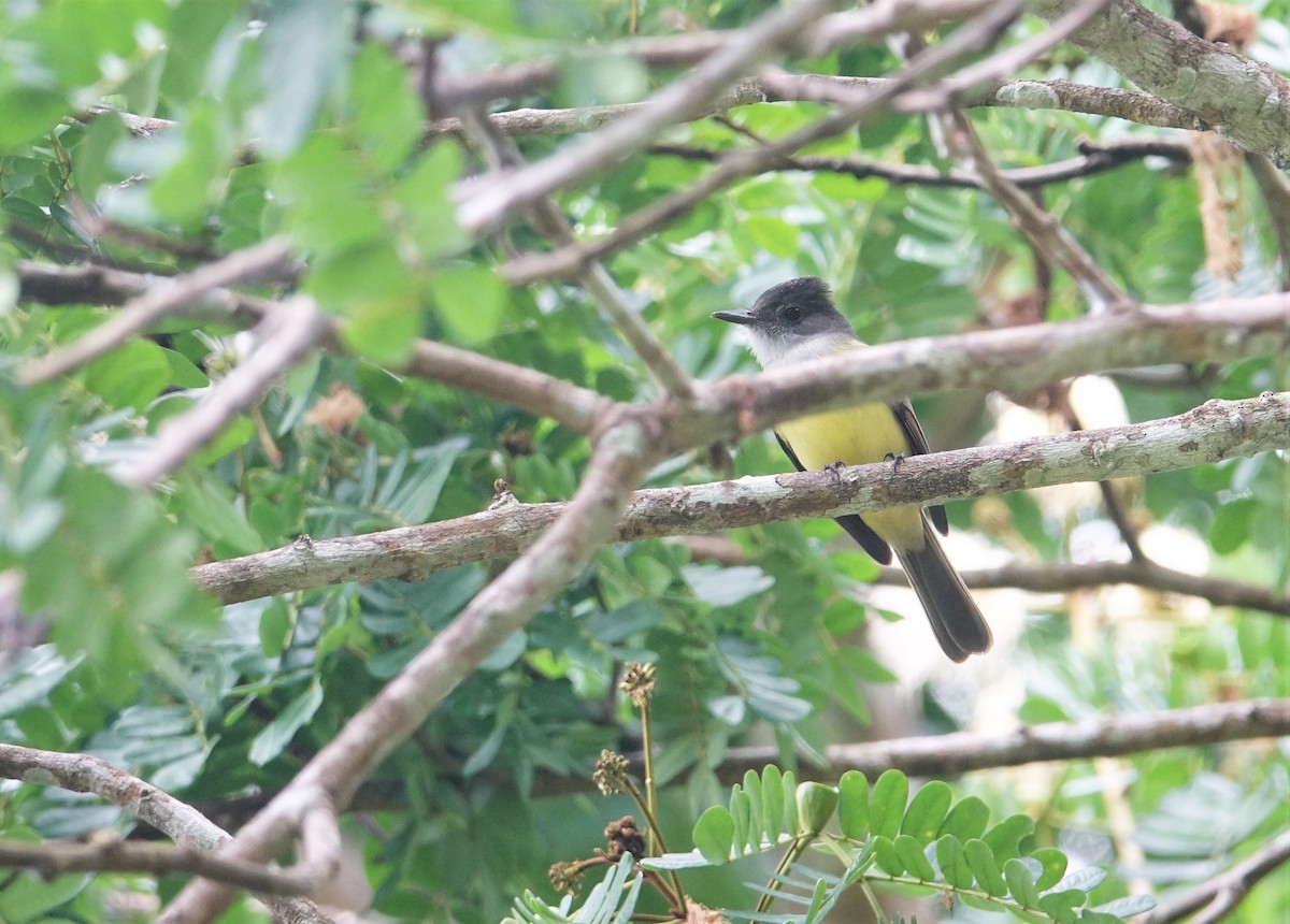 Dusky-capped Flycatcher - Ottavio Janni