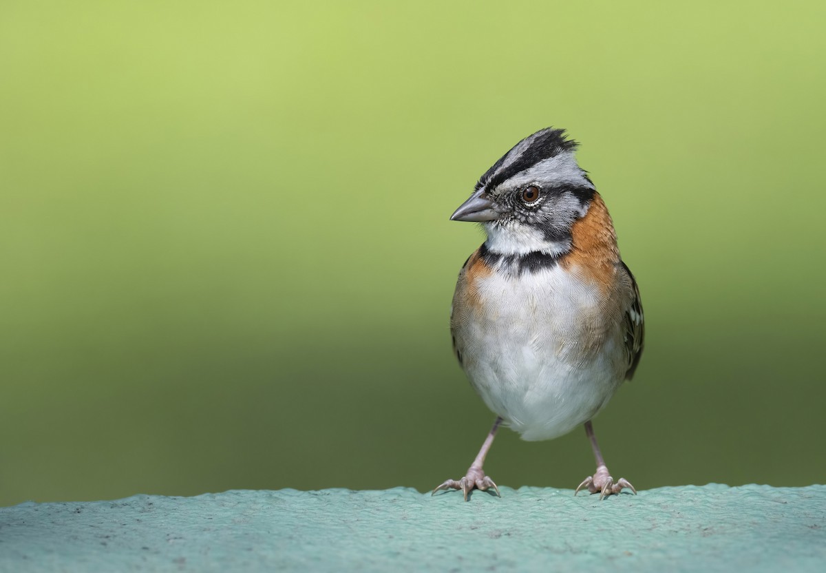 Rufous-collared Sparrow - ML291067721